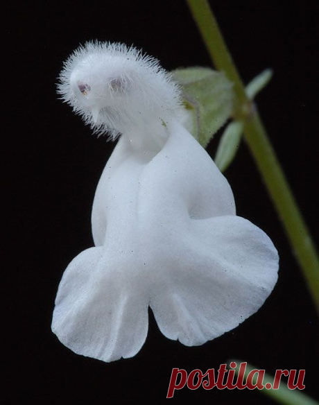 Casper the Friendly Ghost flower... | Flowers