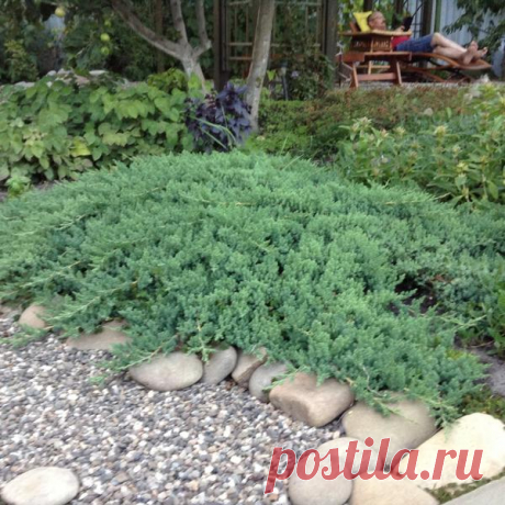 Можжевельник в саду - за и против / 7dach.ru