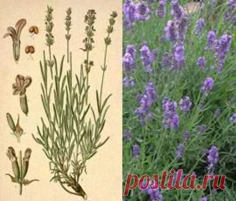 Лаванда узколистная, фото, описание, свойства, лечение.