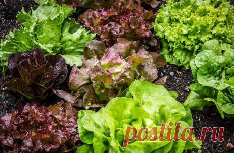 Виды салатов на огороде (69 фото) 1 window.yaContextCb.push(()=> Ya.Context.AdvManager.render( renderTo: 'yandex_rtb_R-A-2063820-12', blockId: 'R-A-2063820-12' ) ) Салат латук, Кресс-салат2Салат Грин Гарден3Петрушка укроп кинза базилик4Грядка зелени петрушка шпинат укроп