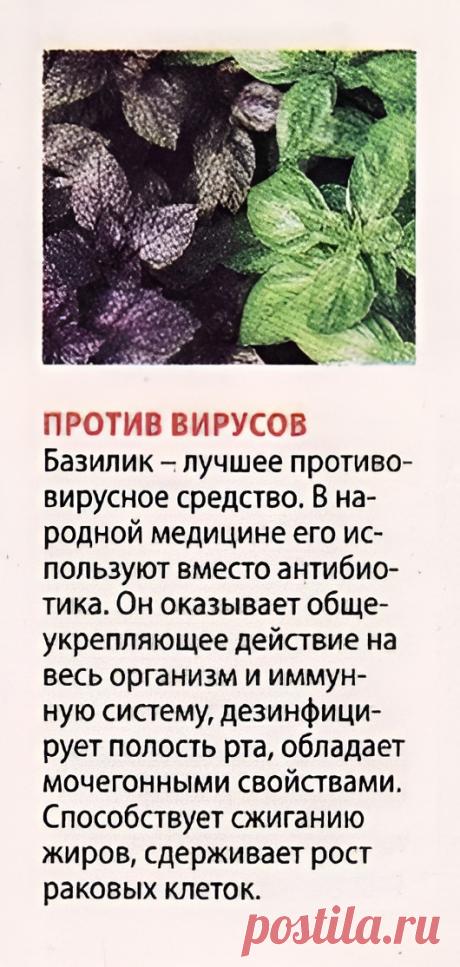 Базилик польза
