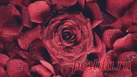 Цветы, скачать обои для рабочего стола, картинка 1578