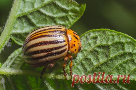 Берёзовый дёготь всегда выручит: 18 неожиданных способов применения - Секреты Хозяйки