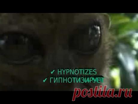 Я ВАС ГИПНОТИЗИРУЮ