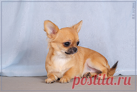 Питомник Голден из Лайф | Продажа щенков д/ш | 06. 08. 2015 г.