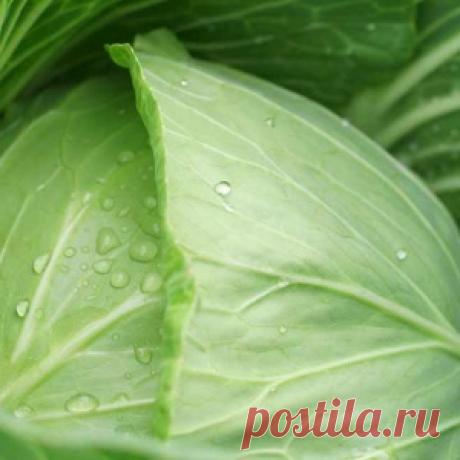 Капустный лист на грудь — и кашля как не бывало!