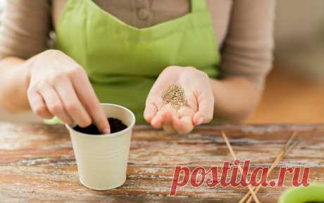 Какие цветы сажают на рассаду в феврале? | В цветнике (Огород.ru)