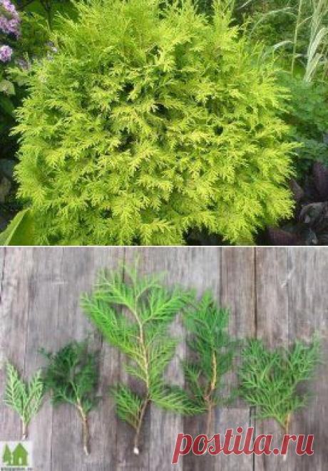 как размножить тую вегететивным путем