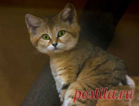 Барханный или песочный кот