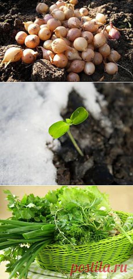 Как правильно посеять овощи под зиму / Огород / 7dach.ru