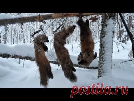 Охота на куницу капканами 2017 (3). Дед Мороз приходил на балаган.