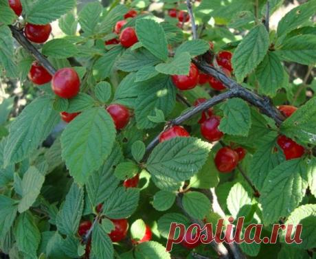 Войлочная вишня: как ухаживать за маленькой обитательницей сада