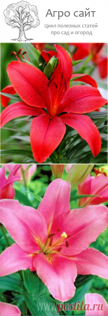 Лилии азиатские сорта с фото и названиями видео