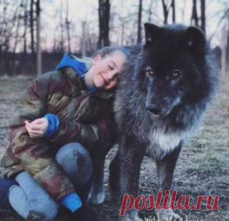 Волкособы — 60-килограммовые нежные гиганты, которые очень любят обниматься Принято верить, что все собаки произошли от волков. В это очень трудно поверить, если сравнить волка скажем с мопсом, и в этом не остается никаких сомнений, если сравнить того же волка например с хаск...