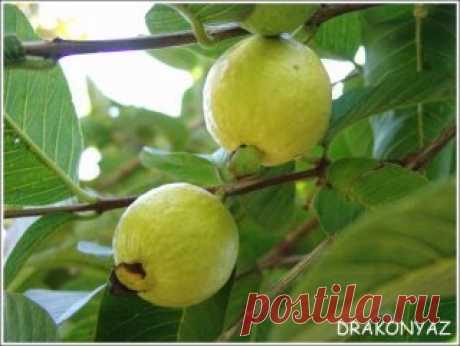 Goiaba Ora aqui temos mais uma árvore de fruto tropical trazida do Brasil que se ambientou bem à ilha da Madeira, a Goiabeira ( P sidium pyriferum...