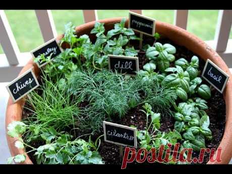 ЗЕЛЕНЬ НА ПОДОКОННИКЕ