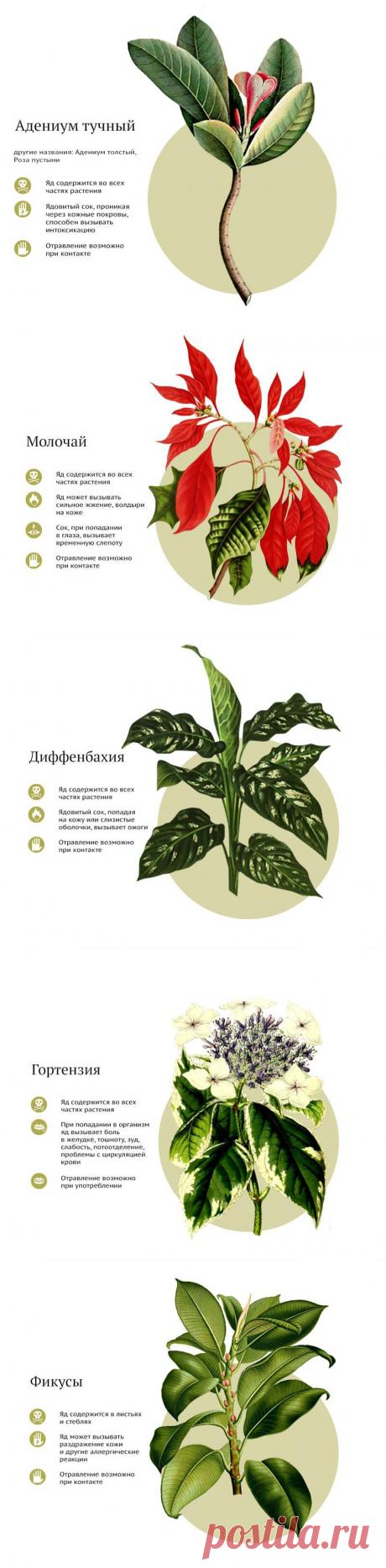 САМЫЕ ЯДОВИТЫЕ КОМНАТНЫЕ РАСТЕНИЯ | Самоцветик