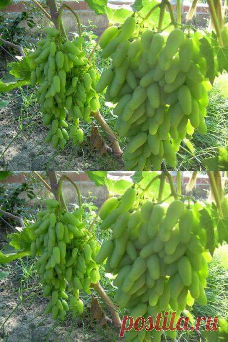 (46) Одноклассники