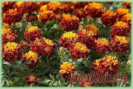 Сажаем как можно больше бархатцев. Они очень полезны для нашего здоровья.