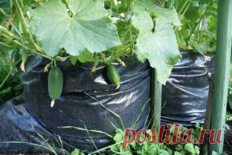 Выращивание огурцов по японской технологии: секреты посадки и ухода