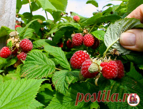 5 рекомендаций от садоводов со стажем для увеличения урожая малины. Шикарный плодоносящий малинник без хлопот | 6 соток