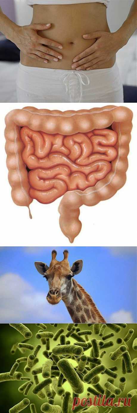 Удивительные факты о пищеварительной системе | Фото-Мир