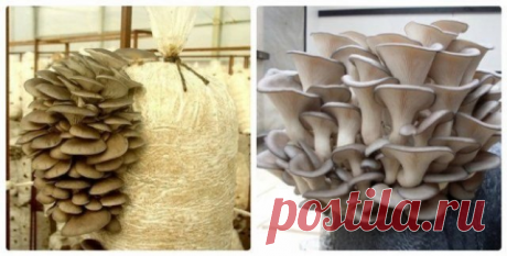 Выращиваем вешенку в домашних условиях: все, что вы хотели знать