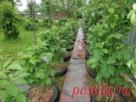 Чтобы моя малина «не разбегалась»