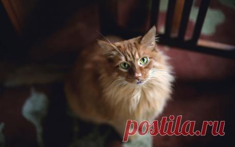 Мой рабочий стол - КОШКИ - 671 фото. Фотографии George Red.