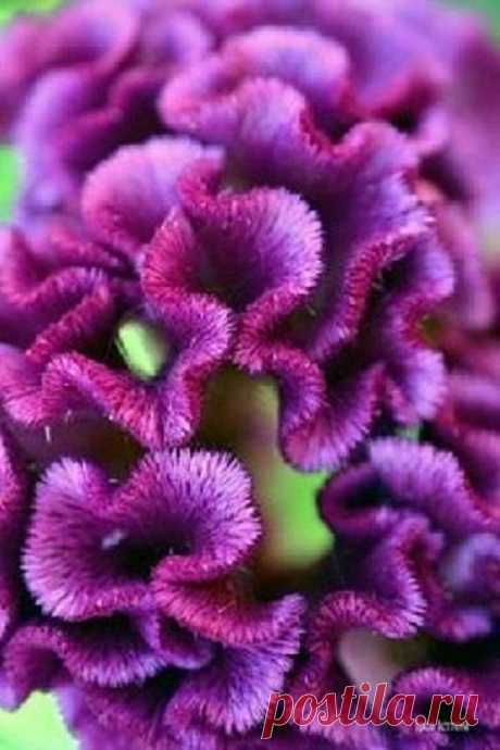 30+ Purple Cockscomb / Celosia Flower Seeds 30+ SEEDS.....PURPLE COCKSCOMB CELOSIA FLOWER SEEDS! UNUSUAL AND GORGEOUS ATTENTION-GETTING VELVETY TEXTURE AND INTERESTING SHAPE THAT WILL FASCINATE! STRIKING PURPLE CRESTED TYPE FLOWERS BLOOM PROLIFICALLY ON WELL-BRANCHED PLANTS. CENTER BLOOMS REACH 8-10 INCHES ACROSS. CENTER BLOOM CAN BE PINCHED, BUT SIDE STEMS WILL GROW TALL AND STRAIGHT EVEN WHEN CENTER BLOOM IS NOT PINCHED. WITH APPROXIMATELY 20 STEMS PER PLANT....THIS CRAM...