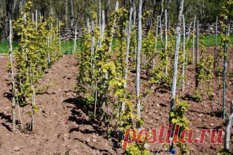 Правила закладки малинника для стабильного урожая на много лет | 6 соток