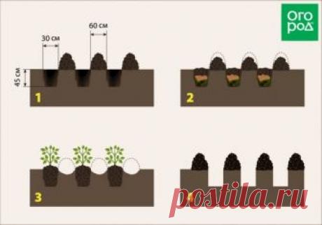 Как собрать 10 кг картофеля с 1 кв.м (выращивание по методу Квартальновой) | Картофель (Огород.ru)