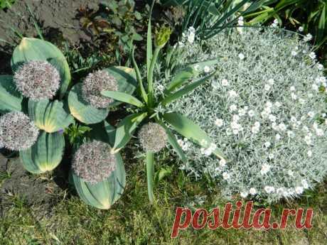 Ясколка – серебристый почвопокровник | Дачный дневник пенсионерки | Яндекс Дзен