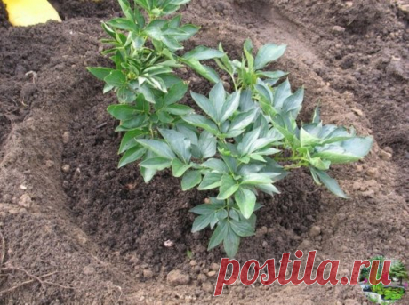 ПОСАДИТЬ ПИОНЫ ПРАВИЛЬНО
Почему мы советуем посадить именно розовые пионы?
Потому что из всех окрасок цветков эта наиболее эффектная с огромным количеством оттенков и полутонов. Можно посадить несколько кустов с лососевыми, бело-розовыми, кремово-розовыми, сиренево-розовыми или светло-малиновыми цветами.
Красота будет такой, что и глаз не отведешь. Кстати, американцы вот как вкусно описывают один из оттенков розовых пионов - "сливочное мороженое на блюдечке, политое сверху малиновым сиропом".