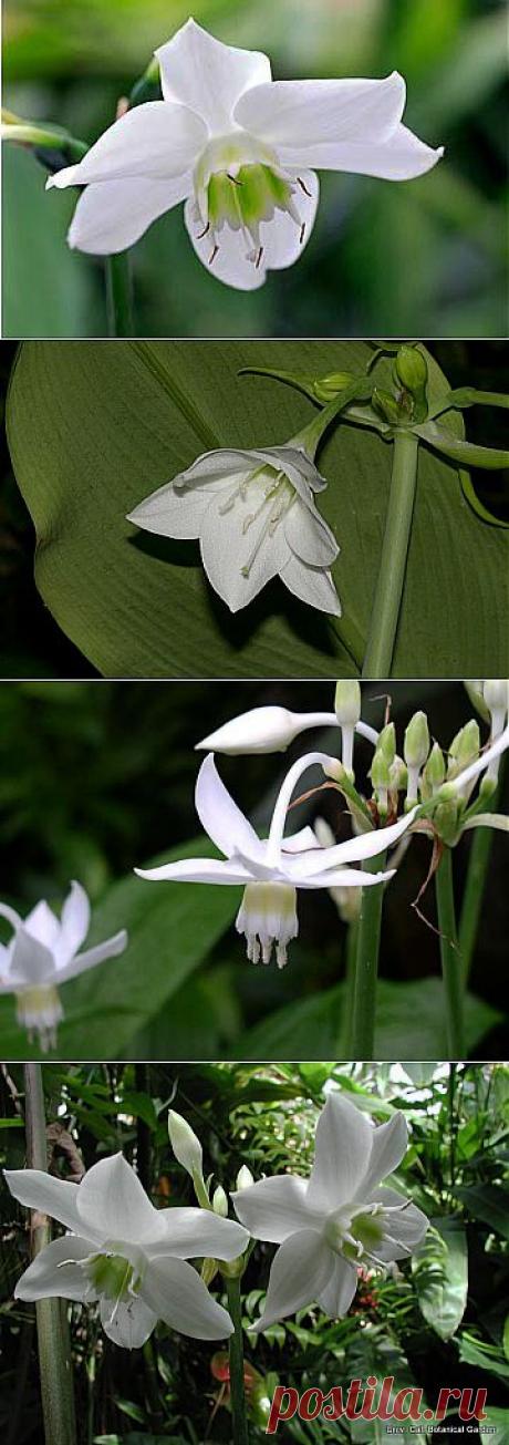 Эухарис – описание, уход, размножение | GreenHome