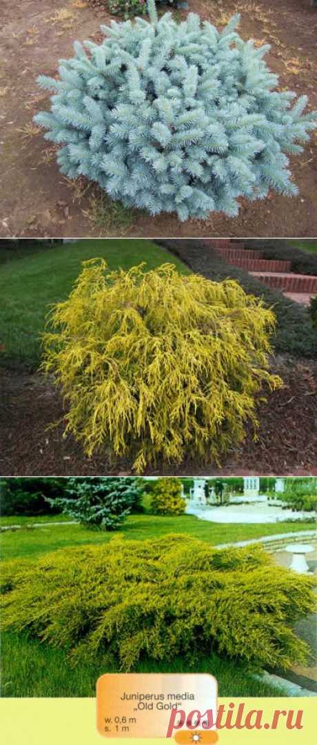 Хвойный лес в саду. (Виды, свойства, уход)| Самоцветик (опубликовала Людмила Взятышева)