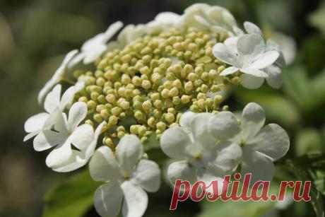 Калины цвет