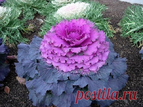 30+ Purple Prince Flowering Kale / Annual Flower Seeds 30+ SEEDS.....PURPLE PRINCE FLOWERING KALE. HARDY ANNUALS PRIZED FOR LATE SEASON COLOR. COMPACT ROUNDED HEADS WITH BRIGHT DURABLE COLORS THAT DEEPEN WITH FROST OR COOL WEATHER. ROUND CABBAGE TYPE WAVY LEAVES AND HEADS ARE CREAMY WHITE WITH LAVENDER CENTERS......AS WEATHER CHANGES....THE COLORS DEEPEN TO BLUE-GREEN LEAVES WITH PINK, RED AND PURPLE CENTERS. THESE ARE LONG LASTING AS CUT FLOWERS. HEIGHT 10-12 INCHES. EASY...