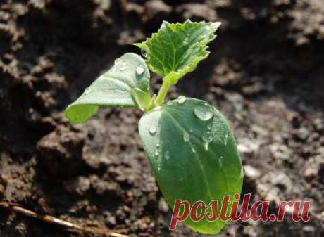 (2+) Внекорневая подкормка огурцов – лучшие рецепты - Мой сад