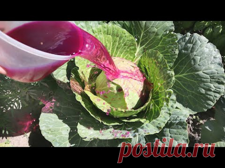 Обливаю этим капусту в августе - кочан крепкий как сталь и без вредителей! Капуста это обожает!