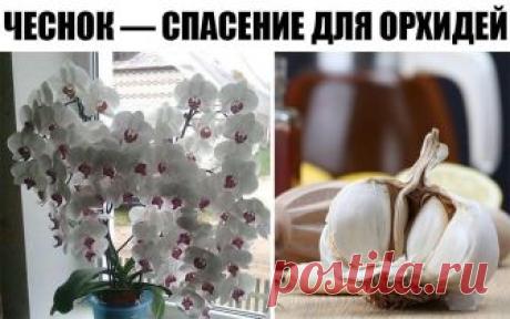 ЧЕСНОК — СПАСЕНИЕ ДЛЯ ОРХИДЕЙ! ЧЕРЕЗ МЕСЯЦ МОЙ ФАЛЕНОПСИС ВЫПУСТИЛ НЕСКОЛЬКО…