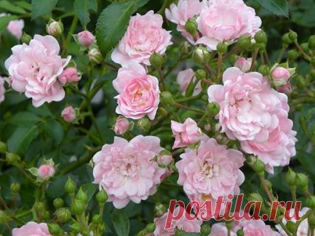 Полиантовые розы посадка и уход