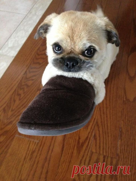 Смешные и забавные собаки