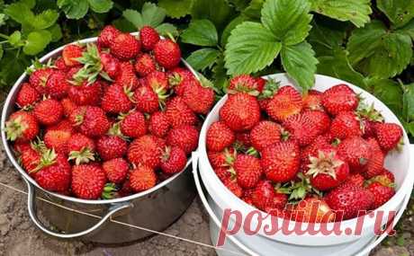 Подкармливаем весной клубнику дрожжами, чтобы потом снять по ведерку с куста