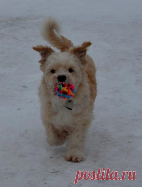 1 тур Батл на тему: "Зимние забавы". Голосуйте за того,кто вам понравился больше! В следующий тур пройдут лишь 2 ФОТО