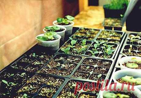 Как правильно выращивать рассаду - технологические нюансы