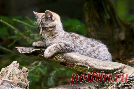 Wildkatze (Felis silvestris) - Naturbild-Galerie: Wildkatze - Fokusnatur Naturfotografie