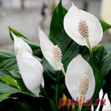 Усадьба | Цветы в доме : Как ухаживать за комнатными растениями в сентябре