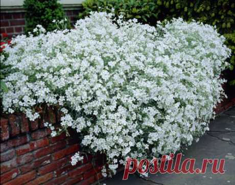 Ясколка: роскошный цветок для рокария