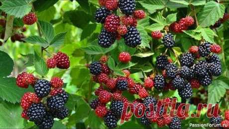 Дачникам. Осенний уход за ежевикой 3 критические ошибки, которые губят урожай!Почему важно правильно готовить ежевику к зиме.Грамотная подготовка к зимнему периоду — залог успешного плодоношения в следующем сезоне. Однако многие садоводы допускают серьёзные ошибки в осеннем уходе, которые могут привести к...